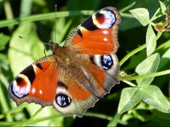 Das Tagpfauenauge ist immer noch unterwegs. Somit ist der Sommer noch nicht vorbei. (Bild: Josef Lustenberger (Wolhusen, 4. September 2018))