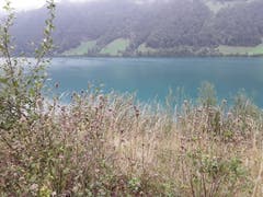 Am schönen Lungernsee bei Kaiserstuhl (Bild: Bruno Ringgenberg, 2. September 2018)