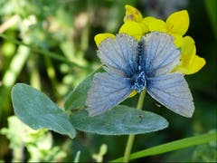 Bei Sonnenschein und warmen Temperaturen ist der Bläuling immer noch unterwegs. Eine wunderbare Farbkombination: Grün, gelb, blau! (Bild: Josef Lustenberger (Wolhusen, 4. September 2018))