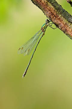 Eine Libelle, aufgenommen in Eich. (Bild: Marianne Schmid (Eich, 4. September2018))