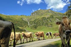 Das Ende der Alpzeit in der Alp Siez. (Bild: Toni Sieber)