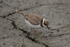 Ein Sandregenpfeifer sucht in den Erdspalten nach Nahrung. (Bild: Edgar Huber)