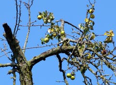 War hier der trockene Sommer am Werk? Eher nein. (Bild: Josef Lustenberger (Buholz, 5. September 2018))