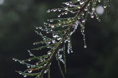 Ein Zweig einer Lärchennadeln nach dem Regen. (Bild: Hans Aeschlimann)
