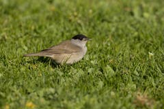 Die Mönchsgrasmücke ist in der Schweiz ein häufiger Brutvogel und Durchzügler. Ihr Überwinterungsgebiet reicht von West- und Südeuropa bis nach Nordafrika. In den 60er-Jahren entdeckten einige Exemplare Grossbritannien als neues Winterquartier. Kein Wunder, ist doch die Vogelfütterung auf den Britischen Inseln weit verbreitet. (Bild: Peter Vonwil)