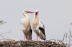 In der Schweiz ist er ein regelmässiger Brutvogel und Durchzügler. Er überwintert vorzugsweise in Westafrika und Spanien. Landwirtschaft und Pestizide machten den Stelzvögeln in der Vergangenheit zu schaffen. Dank Wiederansiedlungsprojekten nimmt der Storchenbestand hierzulande aber wieder zu. (Bild: Peter Vonwil)