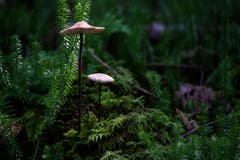 Pilze im modrigen Rotmoos. (Bild: Franz Häusler)