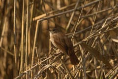 In der romantischen Poesie wird der verlockende Gesang der Nachtigall oft mit Liebenden in Verbindung gebracht. Damit locken die Männchen die Weibchen an, die oft erst mehrere Tage nach ihnen aus Afrika zurückkehren. Die Nachtigall lebt gerne versteckt. Darum ist sie trotz ihres einzigartigen Singsangs oft schwer zu entdecken. (Bild: Peter Vonwil)