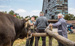 Stierenmarkt Zug. (Bild: Daniel Hegglin, 6. September 2018))
