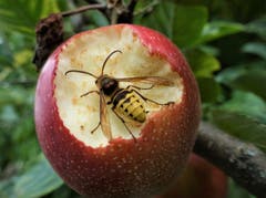 Aktive Wespen diesen Herbst, diese Wespe labt sich an einer Delikatesse. (Bild: Josef Habermacher (Rickenbach, 7. September 2018))