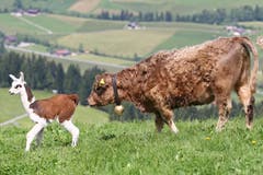 Eine spezielle Begegnung zwischen einem Lama und einer Kuh. (Bild: Philipp Schmidli (Escholzmatt, 30. Mai 2012))