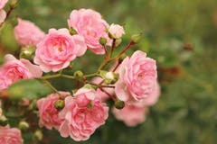 Rosen verschönern den Spätsommer (Bild: Irene Wanner (Schötz, 7. September 2018))