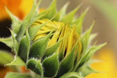 Sonnenblume kurz vor dem Öffnen (Bild: Irene Wanner (Schötz, 7. September 2018))