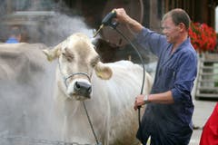 In Sörenberg werden die Kühe gewaschen und vorbereitet für den Alpabzug (Bild: Philipp Schmidli (26. September 2009)