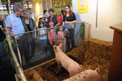 Bei der CVP Uri gibt es im Zusammenhang mit einem Wettbewerb Ferkel zu sehen. (Bild: Urs Hanhart, Altdorf, 8. September 2018)