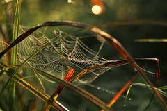 Spinnennetz - eine Konstruktion, die vorwiegend dem Beutefang dient. (Bild: Irene Wanner, 9. september 2018)