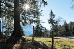 Ein schönes neues Jahr und viele Sonnenstrahlen. (Bild: Irene Wanner (Heiligkreuz, 1. Januar 2019)