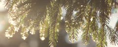 Sonnenstrahlen lassen das Biecht am Tannenzweig schmelzen und glitzern. (Bild: Priska Ziswiler (Ahornalp, 1. Januar 2019)