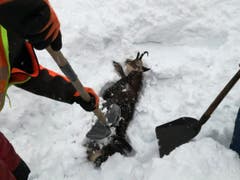 Auch Tiere wurden vom Schnee verschluckt. Mitarbeiter der Österreichischen Bahn buddeln die Tiere wieder aus. (Bild: Twitter @OEBB)