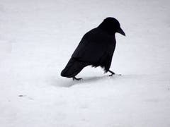 Winterspazierung im Schnee! (Bild: Doris Sieber)