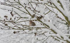 Harmonisches Winterbild. (Bild: Ruedi Dörig)