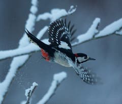 Buntspecht im Flug. (Bild: Hans Aeschlimann)