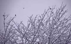 Vögel suchen Schutz in einem verschneiten Baum. (Bild: Ruedi Dörig)