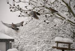 Auch Tauben suchen Futter im Schnee. (Bild: Ruedi Dörig)