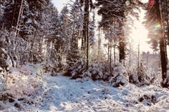 Die Wintersonne durchflutet den tiefverschneiten Wald in Rain. (Bild: Xaver Husmann, 11. Januar 2019)