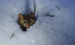 Spitzmaus auf dem Morgenspaziergang im frischen Schnee. (Bild: Emanuel Niederhauser, 10. Januar 2019)