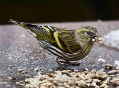 Der Zeisig, eine Finkenart, von nahe beim Essen. (Bild: Franz Krummenacher, 11. Januar 2019)