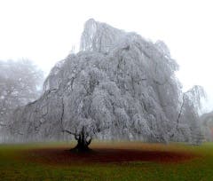 Hängebuche beim Konsi (Bild: Walter Buholzer (Luzern, 12. Januar 2019))