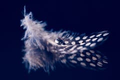 Ein Tropfen auf einer Feder: Eine Makrofotografie. (Bild: Petra Jung, 12. Januar 2019))