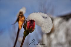 Schneerose - mal anders (Bild: Alfred Herzog (Willisau, 11. Januar 2019))