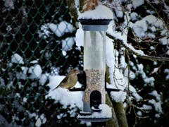 Wer früh eintrifft stösst wie dieser Grünfink auf eine «sturmfreie Futterstelle»! (Bild: Margrith Imhof-Röthlin (Meggen, 12. Januar 2019))