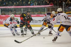 Die Berner bissen sich heute an der EVZ-Defensive die Zähne aus. (Bild: Marc Schumacher/freshfocus (Bern, 12.01.2019))