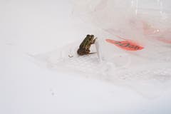 Er zeigt in seinen Bildern Tiere, die er im sorglos weggeworfenen Abfall entdeckt hat.