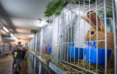 Rundgang durch die Kleintierausstellung in Weinfelden. (Bild: Andrea Stalder)