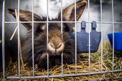 Rundgang durch die Kleintierausstellung in Weinfelden. (Bild: Andrea Stalder)