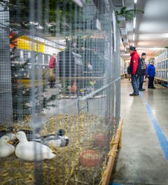 Rundgang durch die Kleintierausstellung in Weinfelden. (Bild: Andrea Stalder)