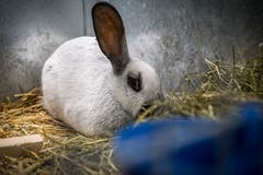 Rundgang durch die Kleintierausstellung in Weinfelden. (Bild: Andrea Stalder)
