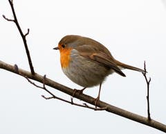 Ob sich dieses Rotkehlchen bei allem Schnee und Eis im Januarloch befindet? (Bild: Roger Wissmann (Cham, 1. Januar 2019))