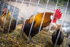 Rundgang durch die Kleintierausstellung in Weinfelden. (Bild: Andrea Stalder)