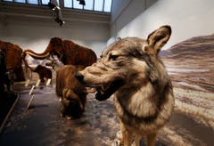 Damals gab es eine Menge gefährliche Tiere. (Bild: Stefan Kaiser (Zug, 13. Januar 2019))
