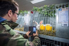 Rundgang durch die Kleintierausstellung in Weinfelden. (Bild: Andrea Stalder)