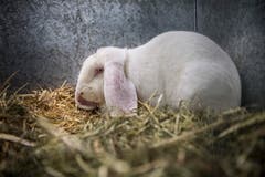 Rundgang durch die Kleintierausstellung in Weinfelden. (Bild: Andrea Stalder)