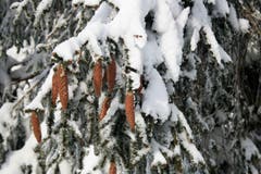 Verschneite Tannenzapfen am Weg zum Hohen Hirschberg. (Bild: Vreni Tanner)