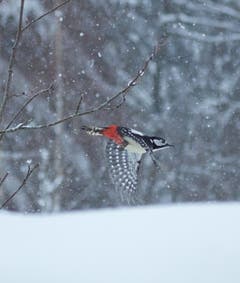 Ein Buntspecht im Schneegestöber in Trogen. (Bild: Hans Aeschlimann)