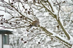 Nicht alle mögen Tauben. Die Taube im Schnee ist aber eine Schönheit. (Bild: Ruedi Dörig)