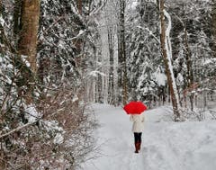 Rot in weiss im Buechenwald in Gossau. (Bild: Franz Gerhard)